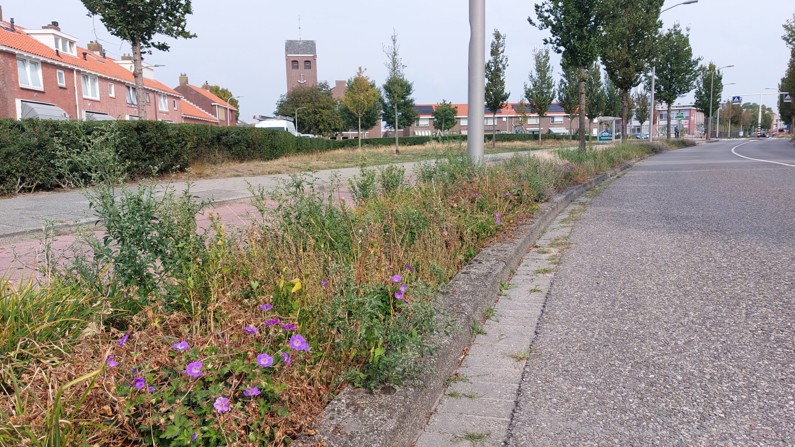 Podcast CDA Dringt Aan Op Beter Onderhoud Van Plantenperken RTV Katwijk